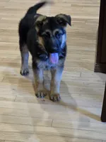 Gorgeous Male, a male German Shepherd Dog for sale in Marysville, WA – 5 of 6