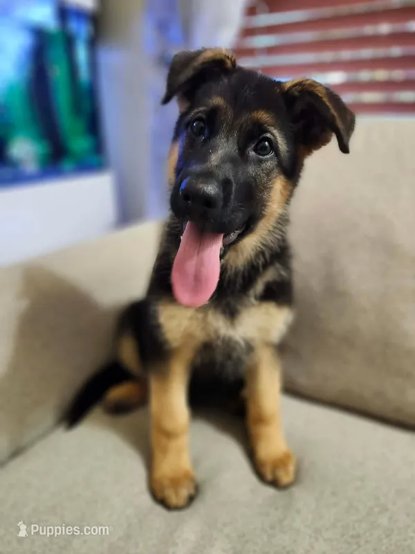MEMORIAL DAY SALE LAST PUP FEMALE – German Shepherd Dog puppy for sale in Marysville, WA