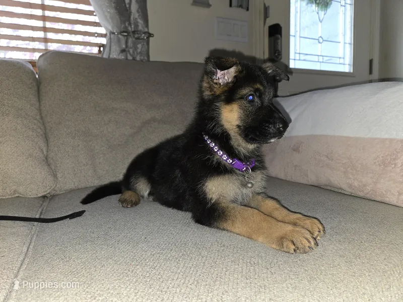 Beautiful Female – German Shepherd Dog puppy for sale in Marysville, WA