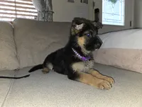 $100 off military, service, boeing employees, a female German Shepherd Dog for sale in Marysville, WA – 2 of 7