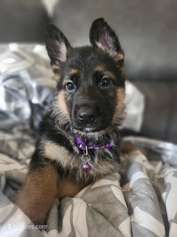 Beautiful Female – German Shepherd Dog puppy for sale in Marysville, WA