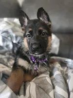 $100 off military, service, boeing employees, a female German Shepherd Dog for sale in Marysville, WA – 3 of 7
