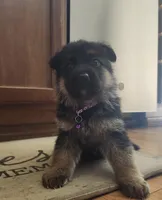 Beautiful Female, a female German Shepherd Dog for sale in Marysville, WA – Photo 8 of 8