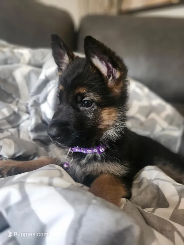Beautiful Female – German Shepherd Dog puppy for sale in Marysville, WA