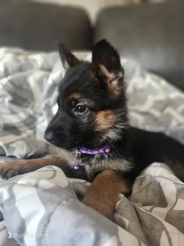 Beautiful Female – German Shepherd Dog puppy for sale in Marysville, WA