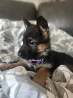 $100 off military, service, boeing employees, a female German Shepherd Dog for sale in Marysville, WA – 1 of 7