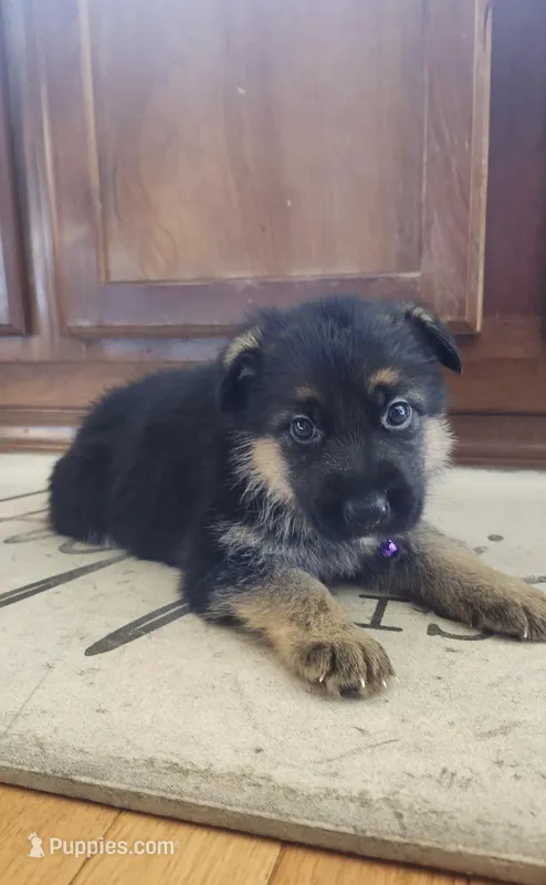 Beautiful Female – German Shepherd Dog puppy for sale in Marysville, WA