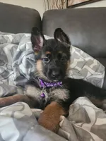 $100 off military, service, boeing employees, a female German Shepherd Dog for sale in Marysville, WA – 4 of 7
