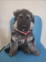 Beautiful Female, a female German Shepherd Dog for sale in Marysville, WA – Photo 2 of 8