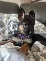 $100 off military, service, boeing employees, a female German Shepherd Dog for sale in Marysville, WA – 5 of 7