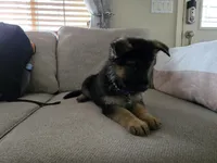 $100 off military, service, boeing employees, a female German Shepherd Dog for sale in Marysville, WA – 7 of 7