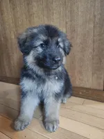 Blackie, a male German Shepherd Dog for sale in Marysville, WA – Photo 2 of 2