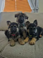 Yellow mellow, a male German Shepherd Dog for sale in Marysville, WA – Photo 3 of 3