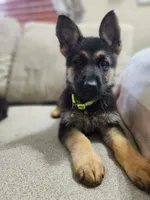 Yellow mellow, a male German Shepherd Dog for sale in Marysville, WA – Photo 2 of 3