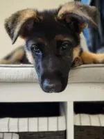 MEMORIAL DAY SALE LAST PUP FEMALE, a female German Shepherd Dog for sale in Marysville, WA – 4 of 8