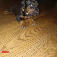 Fiona, a female Doberman Pinscher for sale in Auburn, IN – Photo 4 of 4