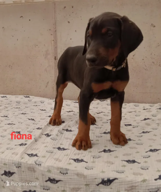 Fiona – Doberman Pinscher puppy for sale in Auburn, IN