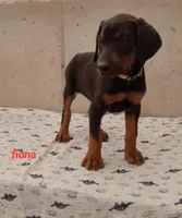 Fiona, a female Doberman Pinscher for sale in Auburn, IN – Photo 1 of 4