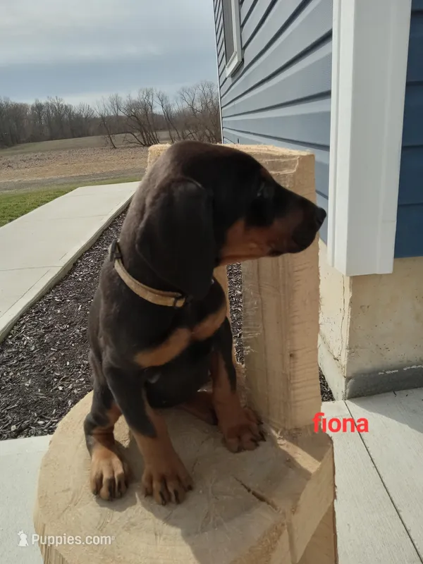 Fiona – Doberman Pinscher puppy for sale in Auburn, IN