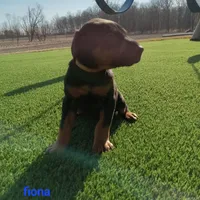 Fiona, a female Doberman Pinscher for sale in Auburn, IN – Photo 3 of 4
