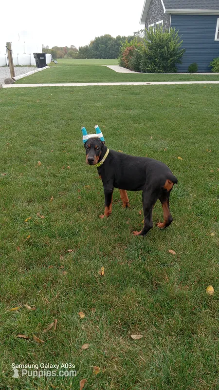 Sheba – Doberman Pinscher puppy for sale in Auburn, IN