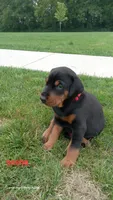 Sasha, a female Doberman Pinscher for sale in Auburn, IN – 1 of 1