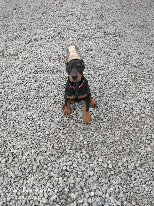 Misty – Doberman Pinscher puppy for sale in Auburn, IN