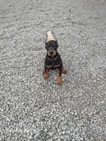 Misty, a female Doberman Pinscher for sale in Auburn, IN – Photo 1 of 4