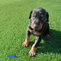 Misty, a female Doberman Pinscher for sale in Auburn, IN – Photo 3 of 4