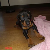 Misty, a female Doberman Pinscher for sale in Auburn, IN – Photo 4 of 4