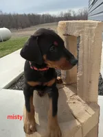 Misty, a female Doberman Pinscher for sale in Auburn, IN – Photo 2 of 4