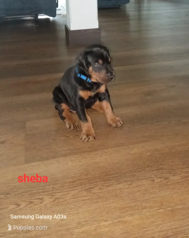 Sheba – Doberman Pinscher puppy for sale in Auburn, IN