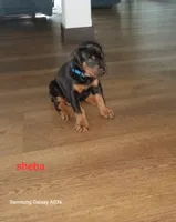 Sheba, a female Doberman Pinscher for sale in Auburn, IN – 1 of 1