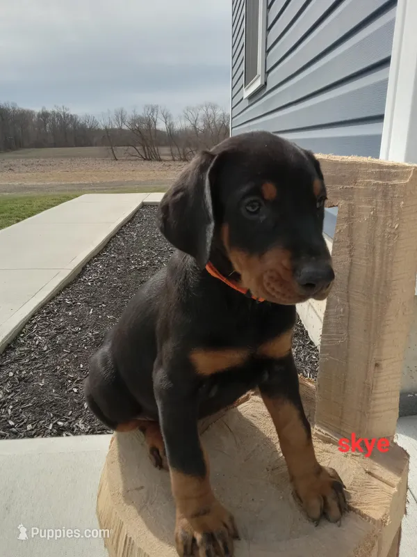 Skye – Doberman Pinscher puppy for sale in Auburn, IN