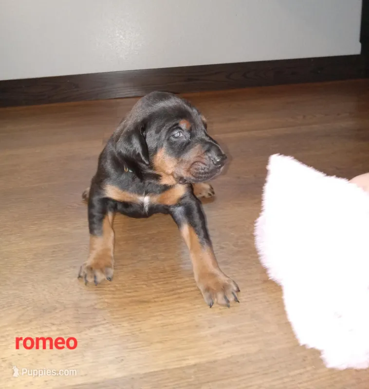 Romeo