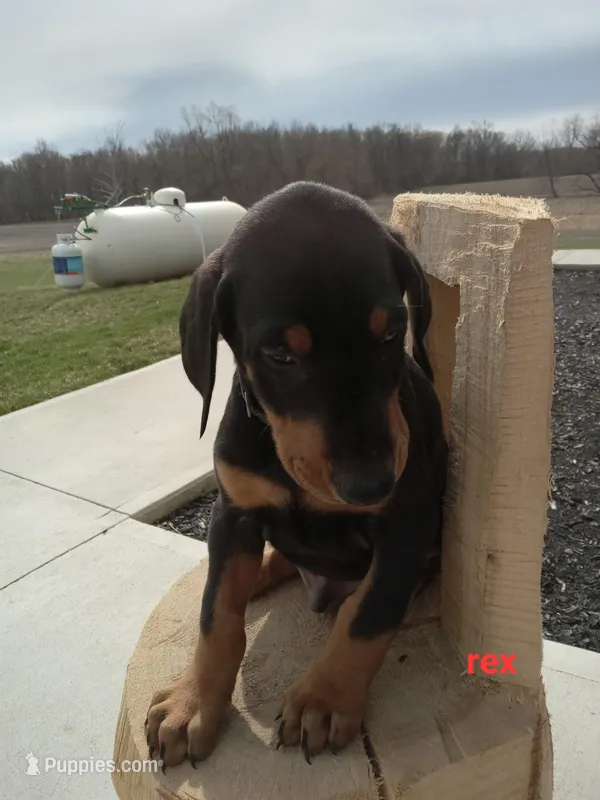 Rex – Doberman Pinscher puppy for sale in Auburn, IN