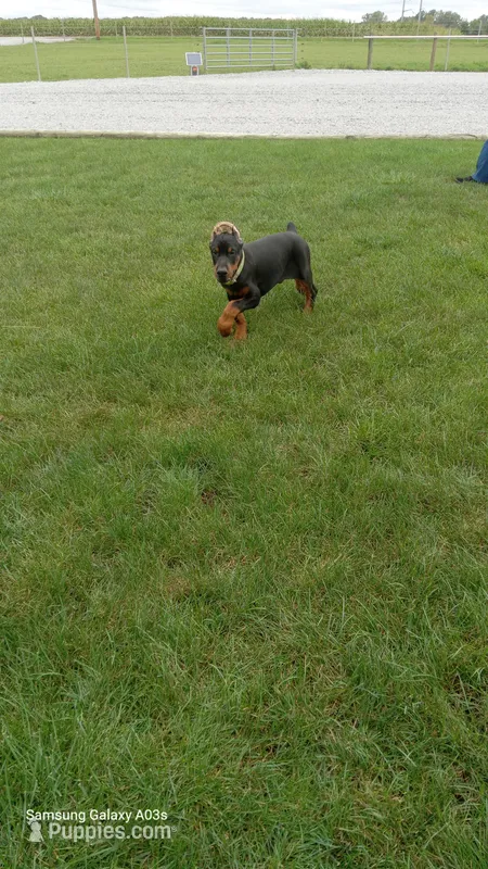 Sheba – Doberman Pinscher puppy for sale in Auburn, IN