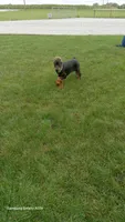 Sheba, a female Doberman Pinscher for sale in Auburn, IN – 1 of 2