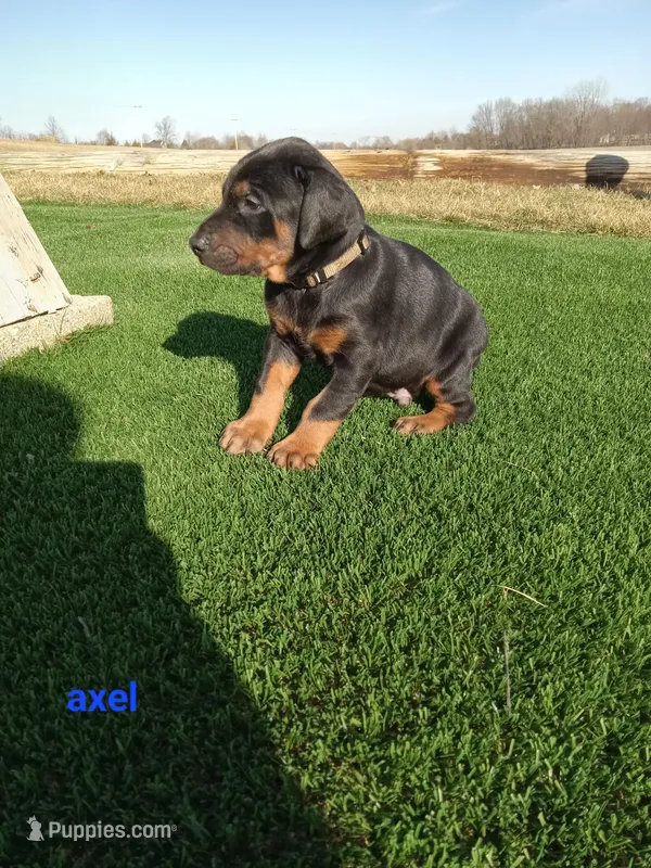 Axel