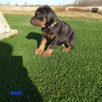 Axel, a male Doberman Pinscher for sale in Auburn, IN – Photo 3 of 3