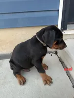 Axel, a male Doberman Pinscher for sale in Auburn, IN – Photo 1 of 3