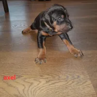 Axel, a male Doberman Pinscher for sale in Auburn, IN – Photo 2 of 3