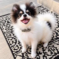 Jude – Tiny Pomeranian • Trained & Vaccinated, a male Pomeranian for sale in Los Angeles, CA – 2 of 9