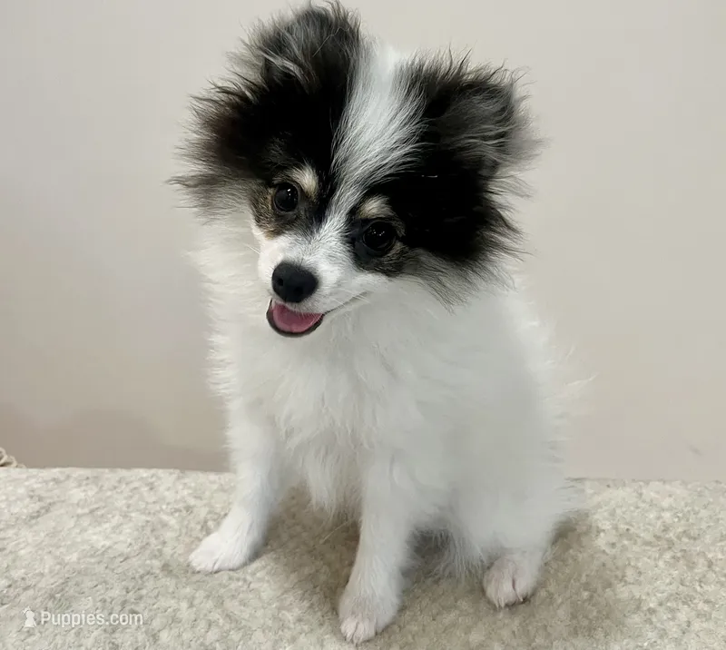 Pongo (Toy Size, 3.6lbs current at 19 weeks) Price reduced from 3k!!! – Pomeranian puppy for sale in Sacramento, CA