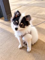Jude – Tiny Pomeranian • Trained & Vaccinated, a male Pomeranian for sale in Los Angeles, CA – 4 of 9