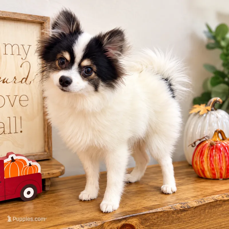 Jude – Tiny Pomeranian • Trained & Vaccinated – Pomeranian puppy for sale in Carmichael, CA