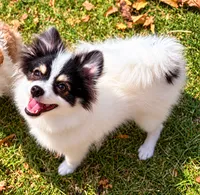 Jude – Tiny Pomeranian • Trained & Vaccinated, a male Pomeranian for sale in Los Angeles, CA – 3 of 9