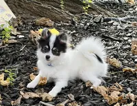 Jude (Toy Size, 5lbs current at 6 months) Price reduced from 3k!, a male Pomeranian for sale in Carmichael, CA – 1 of 10