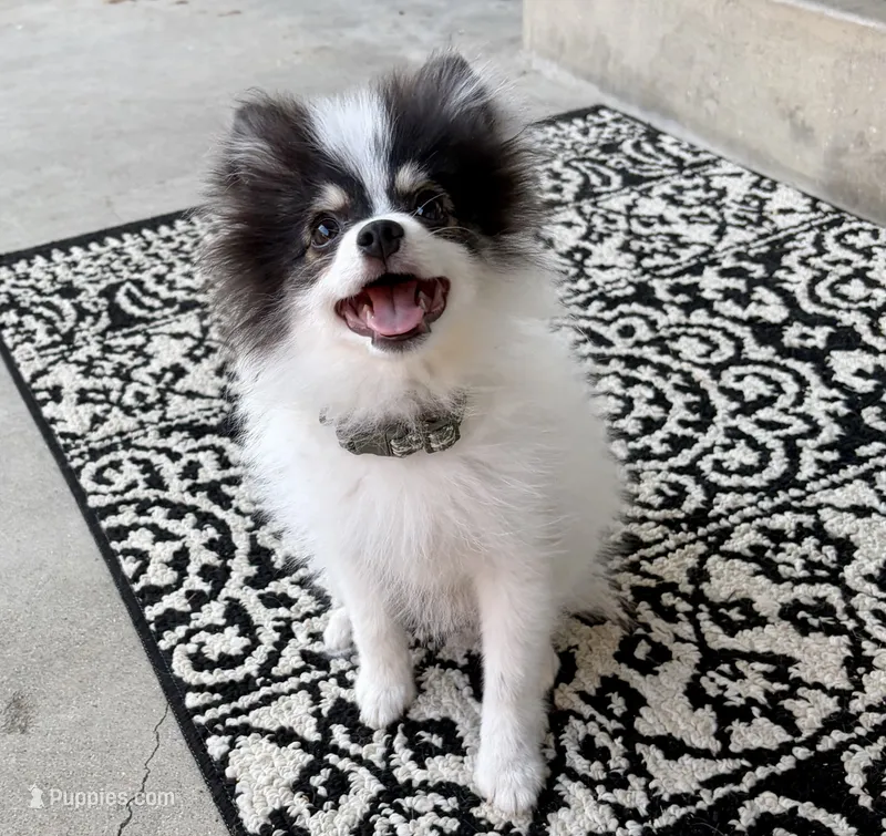 Jude (Toy Size, 4.5lbs current at 5 months) Price reduced from 3k!!! – Pomeranian puppy for sale in Los Angeles, CA