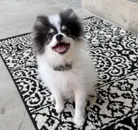 Jude (Toy Size, 4.5lbs current at 5 months) Price reduced from 3k!!!, a male Pomeranian for sale in Los Angeles, CA – 1 of 10